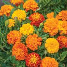 25 Boy O' Boy Mix Marigold Seeds for Garden Planting