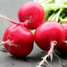 500 German Giant Radish Seeds for Garden Planting