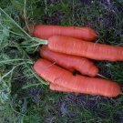 1000 Speedo Carrot Seeds for Garden Planting