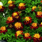 25 Red Metamorph Marigold Seeds for Garden Planting