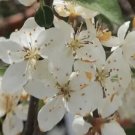 25 Tina Crabapple Seeds for Garden Planting