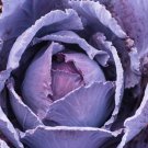 500 Deadon Cabbage Seeds for Garden Planting