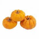 25 Jack Be Little Pumpkin Seeds for Garden Planting