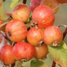 25 Evereste Crabapple Seeds for Garden Planting