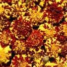 25 Mr. Majestic Double French Marigold Seeds for Garden