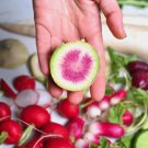 500 Watermelon Radish Seeds for Garden Planting