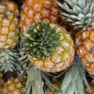 15 Monte Oscuro Pineapple Seeds for Garden Planting