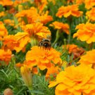 25 Cresta Orange Marigold Seeds for Garden Planting