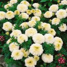 25 Kilimanjaro White Marigold Seeds for Garden Planting