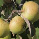 25 Sweet Coppin Apple Seeds for Garden Planting