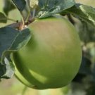 25 Grenadier Apple Seeds for Garden Planting
