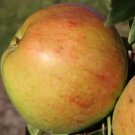 25 Topaz Apple Seeds for Garden Planting