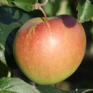 25 Spigold Apple Seeds for Garden Planting