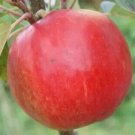 25 Scrumptious Apple Seeds for Garden Planting