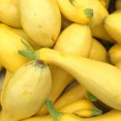 25 Success PM Zucchini Squash Seeds for Garden Planting