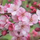 25 Candymint Crabapple Seeds for Garden Planting