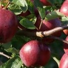 25 Spartan Apple Seeds for Garden Planting