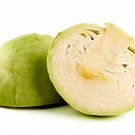 500 Green (Dutch) Cabbage Seeds for Garden Planting