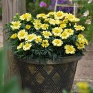 25 Daisy Wheel Lemon Marigold Seeds for Garden Planting