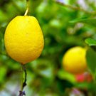 5 Genoa Lemon Seeds for Garden Planting