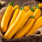 25 Gourmet Gold Zucchini Squash Seeds Garden Planting