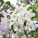 25 Red Jewel (Jewelcole) Crabapple Seeds Planting