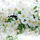 25 Sugar Tyme Crabapple Seeds for Garden Planting