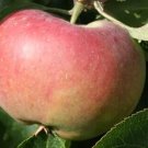 25 Ontario Apple Seeds for Garden Planting