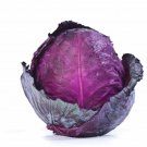 500 Ruby Ball Cabbage Seeds for Garden Planting