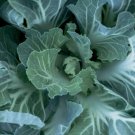 500 Portuguese Cabbage Seeds for Garden Planting