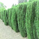 25 Sky Pencil Holly Shrubs/Trees/Hedges 3-6" Tall Live Plants 2.5"s