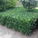 10 Otto Luyken Laurel Shrubs/Bushes/Hedges 3-6" Tall Seedlings Live Plants