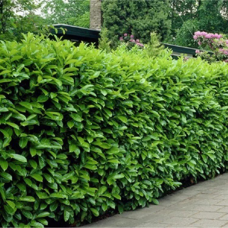 10 Cherry Laurel Shrubs/Hedges/Trees 2-3" Tall Live Plants