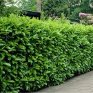 10 Cherry Laurel Shrubs/Hedges/Trees 2-3" Tall Live Plants