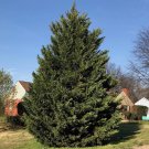 20 Leyland Cypress Trees 8-14" Tall 2.5"s Live Plants Shipsted