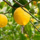 Bearss Lemon Tree 24-36" Tall Live Citrus Plant Gallon Grafted