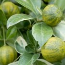 Centennial Variegated Kumquat Tree Semi-Dwarf 18-36" Tall Live Citrus Plant