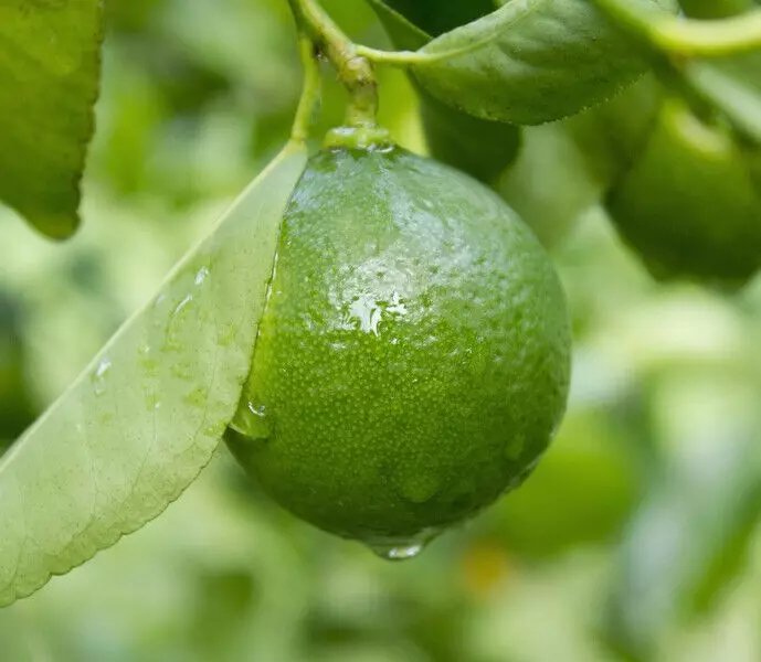 Dwarf Mexican Key Lime Tree 26-30" Tall Live Citrus Plant Gallon