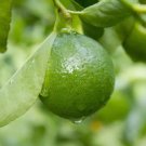Dwarf Mexican Key Lime Tree 26-30" Tall Live Citrus Plant Gallon