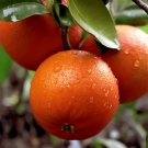 Dwarf Moro Blood Orange Tree 26-30" Tall Live Citrus Plant Gal. Grafted