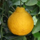 Dwarf Sanbokan Lemon Tree 26-30" Tall Live Grafted Citrus Plant Gallon