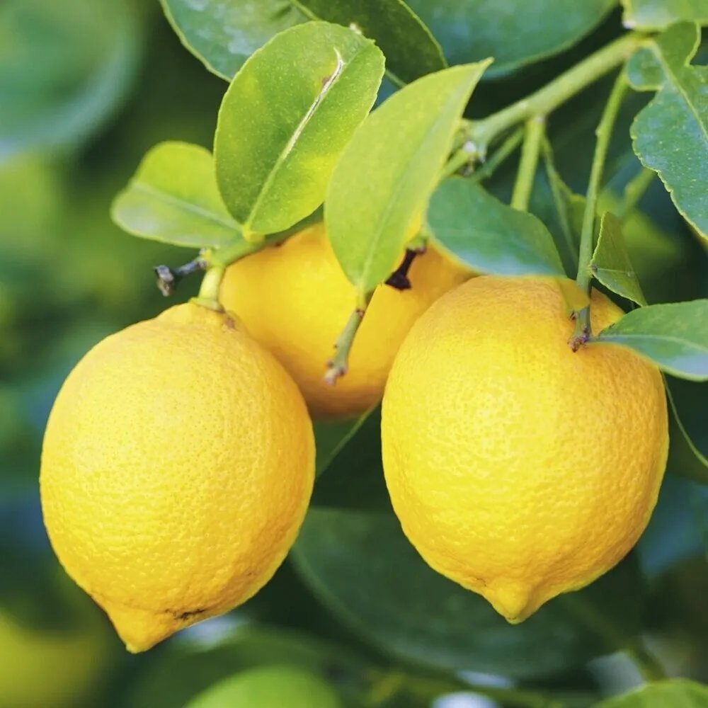 Eureka Lemon Tree Semi-Dwarf 18-36" Tall Live Citrus Plantted Grafted
