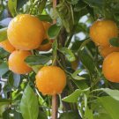 Hamlin Sweet Orange Tree 24-36" Tall Live Citrus Plant Gallon Grafted
