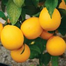 Improved Meyer Lemon Tree Semi-Dwarf 18-36" Tall Live Citrus Plantted