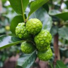 Kaffir Lime Tree (Thai/Makrut Lime) Semi-Dwarf 18-36" Tall Live Citrus Plant