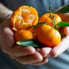 Kishu Mandarin Tree (Seedless) 24-36" Tall Live Citrus Plant Gallon
