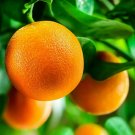 Washington Navel Orange Tree Semi-Dwarf 18-36" Tall Live Citrus Plant