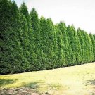 10 Leyland Cypress Trees 8-14" Tall 2.5"s Live Plants Shipsted