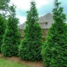 10 Murray Cypress Trees 5-8" Tall 2.5"s Live Plants Christmas Trees