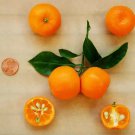 Calamondin/Calamansi Orange Tree 26-30" Tall Live Plant Gal Citrus mitis